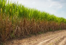 Top 10 Nông Sản Dẫn Đầu Thế Giới Về Sản Lượng