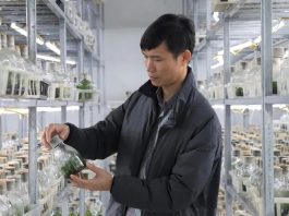 Phát-triển-ngành-hoa,-cây-cảnh-cần-cơ-chế,-chính-sách-đồng-bộ