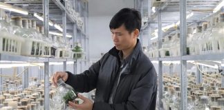 Phát triển ngành hoa, cây cảnh cần cơ chế, chính sách đồng bộ Phát-triển-ngành-hoa,-cây-cảnh-cần-cơ-chế,-chính-sách-đồng-bộ