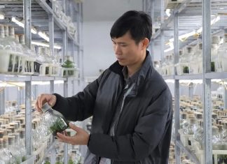 Phát triển ngành hoa, cây cảnh cần cơ chế, chính sách đồng bộ Phát-triển-ngành-hoa,-cây-cảnh-cần-cơ-chế,-chính-sách-đồng-bộ