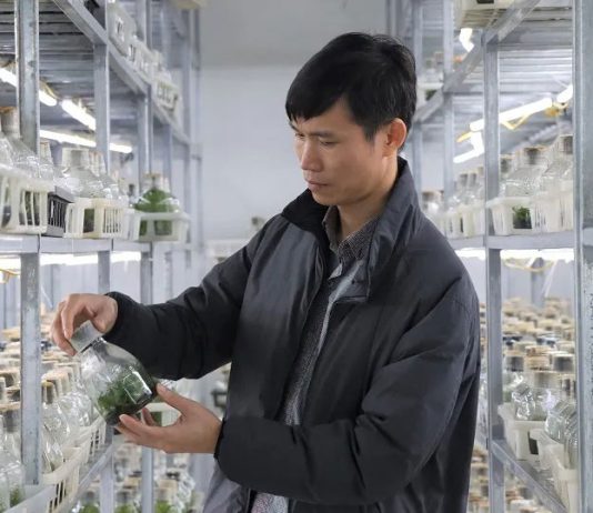 Phát triển ngành hoa, cây cảnh cần cơ chế, chính sách đồng bộ Phát-triển-ngành-hoa,-cây-cảnh-cần-cơ-chế,-chính-sách-đồng-bộ